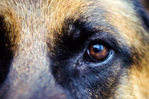 Managing the Problems of Older Dogs – American Kennel Club