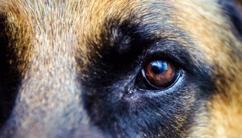 Managing the Problems of Older Dogs – American Kennel Club