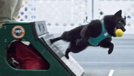 Schipperke dog running flyball relay race with yellow ball in mouth
