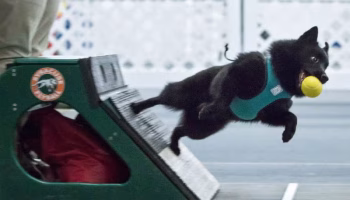 Schipperke dog running flyball relay race with yellow ball in mouth