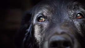 old dog