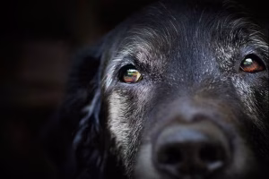 old dog