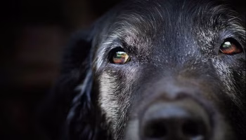 old dog