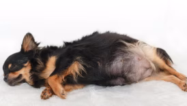 pregnant dog