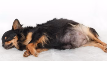 pregnant dog
