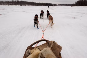 Who Needs Reindeer? 3 Real-Life Sled Dogs – American Kennel Club
