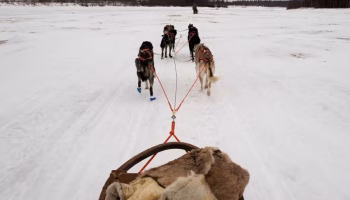 Who Needs Reindeer? 3 Real-Life Sled Dogs – American Kennel Club