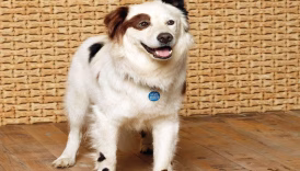 stan