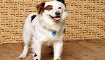 stan