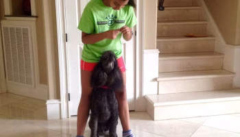 Teach Your Dog to Play Peekaboo – American Kennel Club