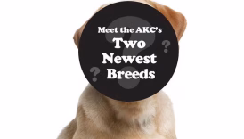 two newest breeds