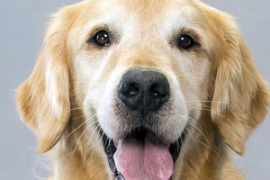 Type: The Breeder's Foundation – American Kennel Club