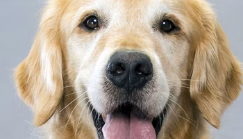 Type: The Breeder's Foundation – American Kennel Club