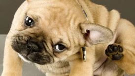 Uncovering and Treating Demodex Mites – American Kennel Club