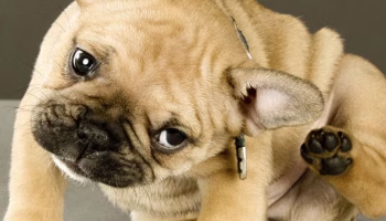 Uncovering and Treating Demodex Mites – American Kennel Club