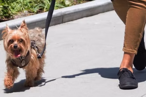 Yorkshire terrier walking down the street