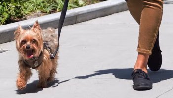 Yorkshire terrier walking down the street