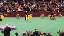 westminster ring