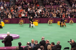 westminster ring