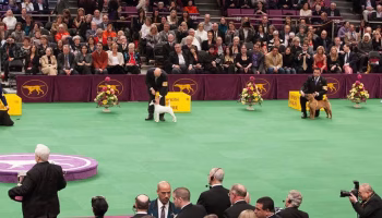 westminster ring