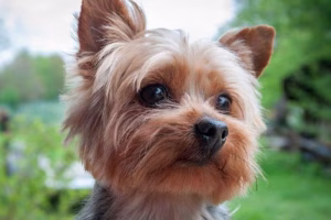 yorkie