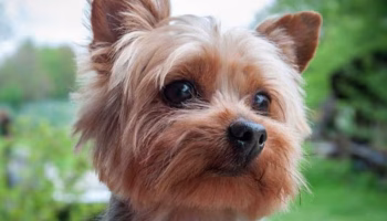 yorkie