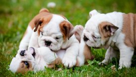 ​Puppy Socialization — Preparing 6 to 8 Week Old Puppies for New