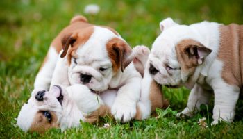 ​Puppy Socialization — Preparing 6 to 8 Week Old Puppies for New